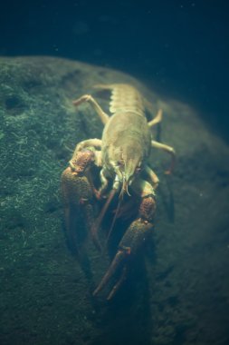 Avrupa kerevit (Astacus astacus)