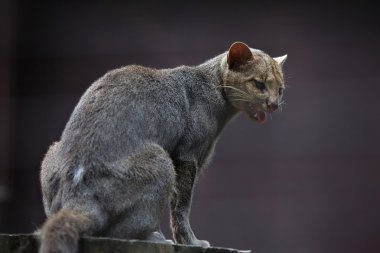 Jaguarundi (Puma yagouaroundi)