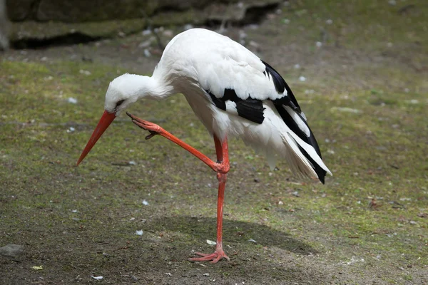 Cegonha-branca (Ciconia ciconia) — Fotografia de Stock