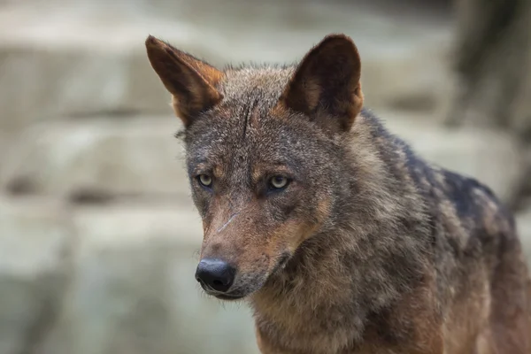 Iberische wolf (Canis lupus signatus)) — Stockfoto