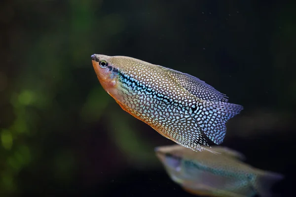 Pearl gourami (Trichopodus leerii) — Stok Foto