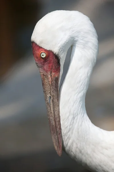 Siberische witte kraanvogel (grus leucogeranus) — Stockfoto