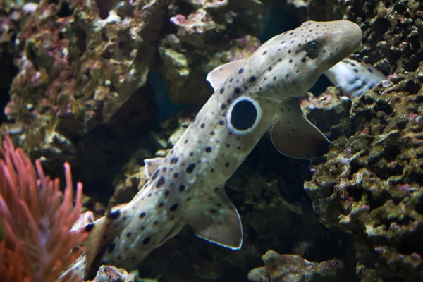 Epaulette shark (Hemiscyllium ocellatum) — Stock Photo, Image