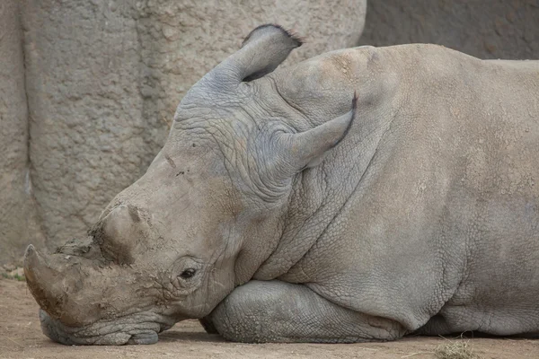 Southern white rhinoceros — Stock Photo, Image