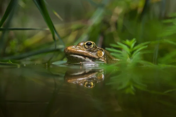 Marsh frog (Pelophylax ridibundus) — Stock Photo, Image