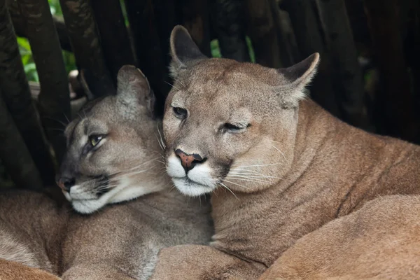 Şili cougars (Puma concolor)