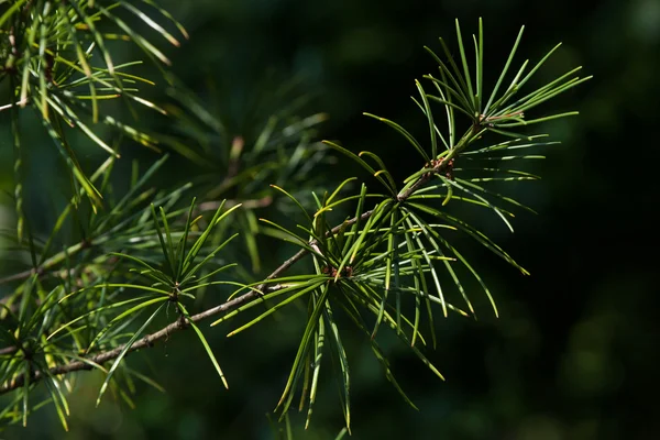 Japanese umbrella pine — Stock Photo, Image