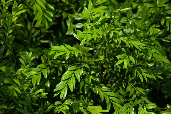 European boxwood (Buxus sempervirens) — Stock Photo, Image