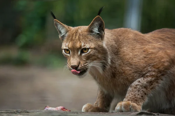 Severní rys (Lynx lynx lynx) — Stock fotografie