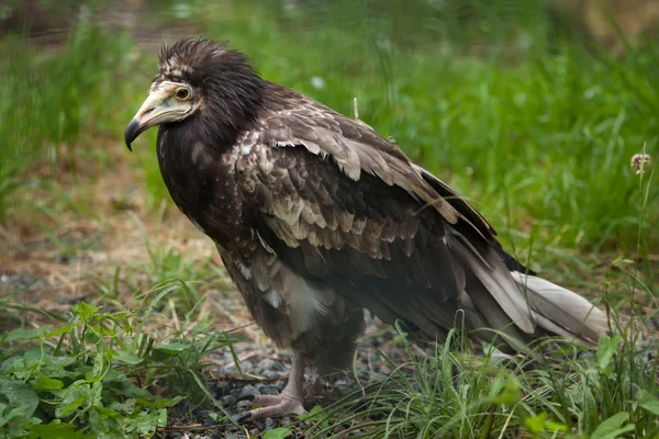 Capovaccaio (Neophron percnopterus) — Foto Stock