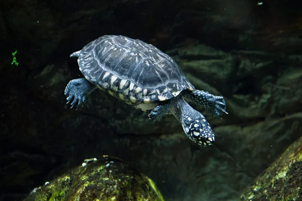 Black pond turtle — Stock Photo, Image