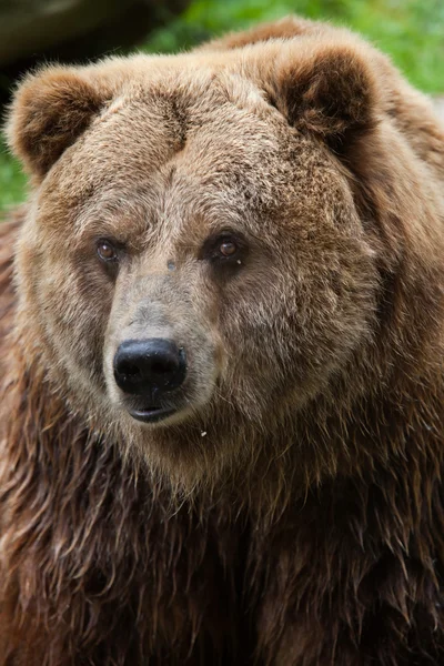 Fastlandet grizzly (Ursus arctos horribilis) — Stockfoto