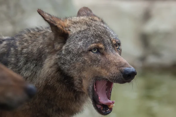 Lobo ibérico (Canis lupus signatus ) — Foto de Stock