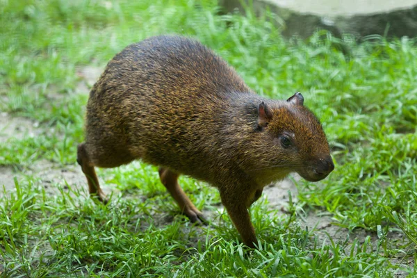 América Central agouti — Fotografia de Stock