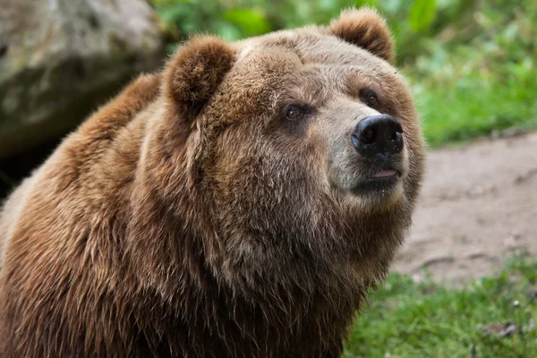 内地灰熊 （熊原来多灾多难的) — 图库照片