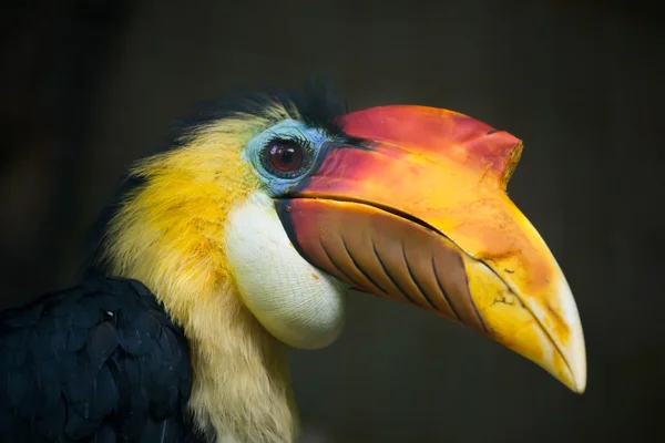 Sonnenfaltiger Hornvogel — Stockfoto