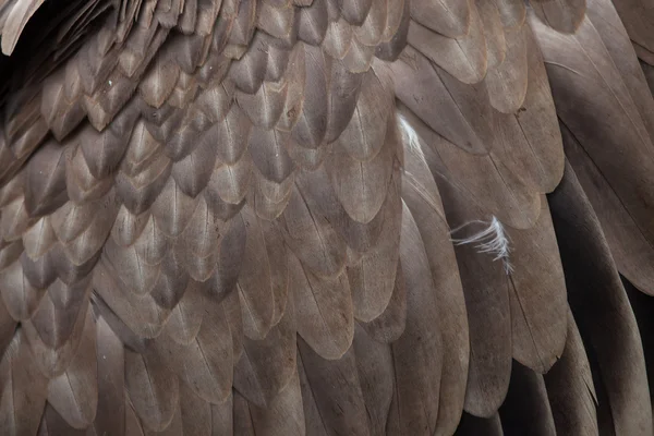 Abutre Griffon Textura da plumagem — Fotografia de Stock