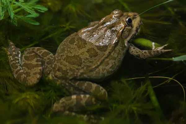 Rã-pântano (pelophylax ridibundus ) — Fotografia de Stock