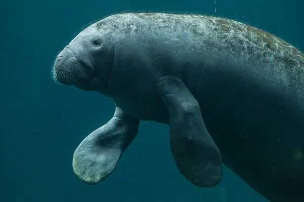 Manatí antillano (Trichechus manatus manatus ) — Foto de Stock