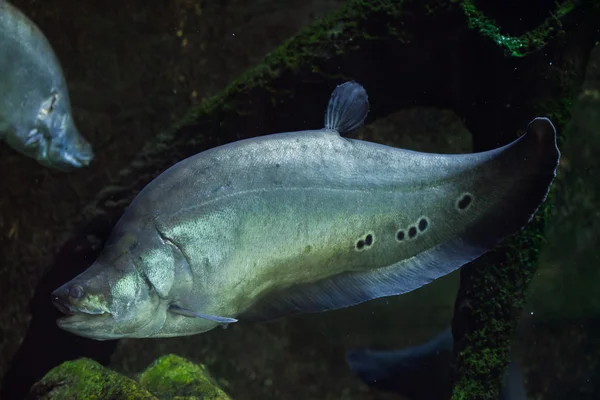 Palyaço knifefish (Chitala süslü) — Stok fotoğraf