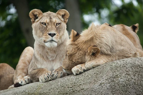 Leone maschio leonessa e giovane — Foto Stock