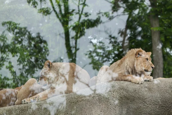 Leeuwin en jonge mannetjes leeuw — Stockfoto