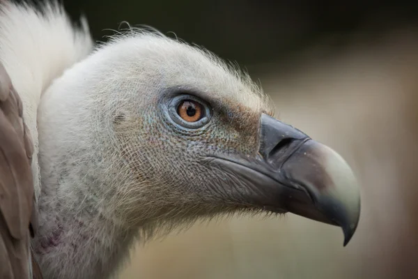 Buitre leonado (Gyps fulvus) —  Fotos de Stock