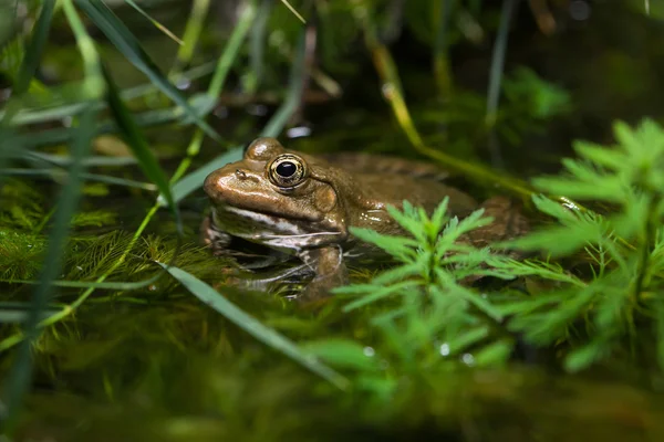 Rã-pântano (pelophylax ridibundus ) — Fotografia de Stock