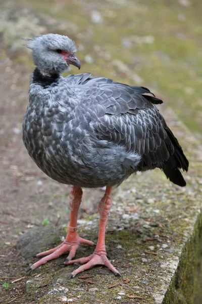 カンムリサケビドリ (Chauna torquata) — ストック写真