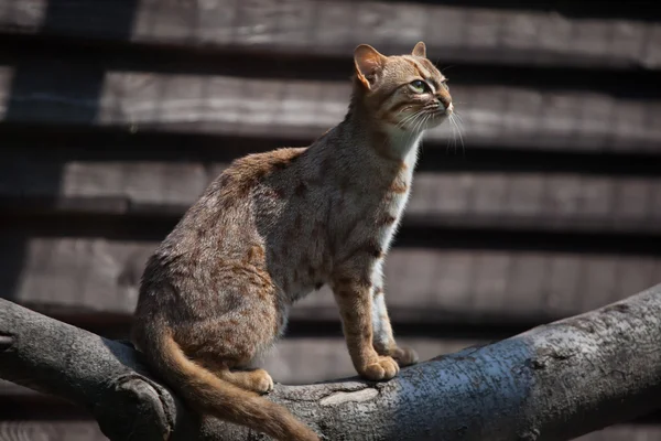 Ржавая пятнистая кошка — стоковое фото