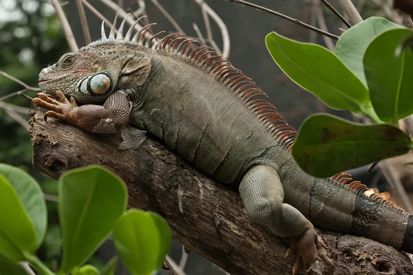 Yeşil iguana (Iguana Iguana) — Stok fotoğraf