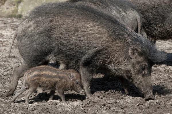 Babi-babi Visayan yang nakal — Stok Foto