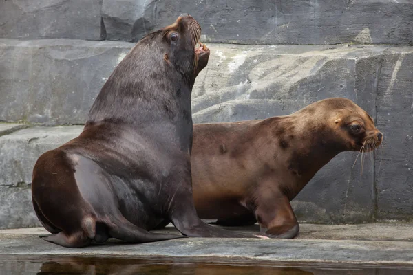 South American sea lions — Stock Photo, Image