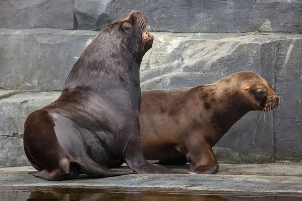 Lions de mer sud-américains — Photo