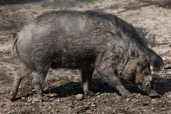 Babi berkicau Visayan — Stok Foto