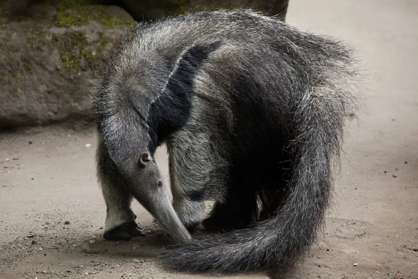 Giant anteater (Myrmecophaga tridactyla) — Stock Photo, Image