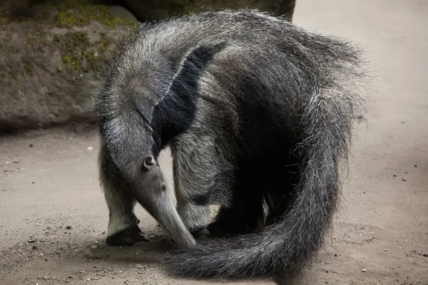 Anteater gigante (Myrmecophaga tridactyla ) — Fotografia de Stock