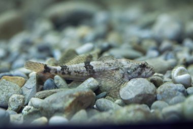 Avrupa bullhead (Cottus gobio)