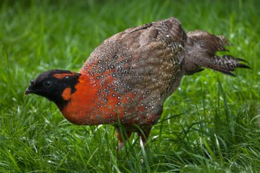 Satir Tragopan (Tragopan satyra)