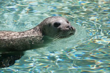 Harbor seal (Phoca vitulina) clipart