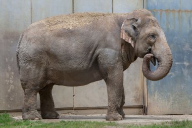 Hint fili (Elephas maximus indicus)