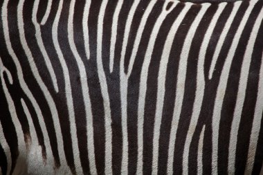 Grevy's zebra (Equus grevyi) clipart