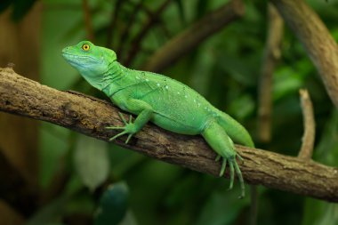 Tüylü basilisk (Basiliscus plumifrons)