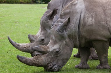 güneyli beyaz gergedan 