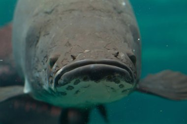 Arapaima (Sudis gigas)