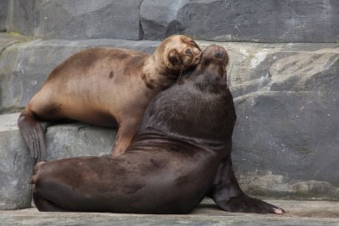 Güney Amerika Deniz Aslanları 
