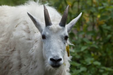 Mountain goat (Oreamnos americanus) clipart