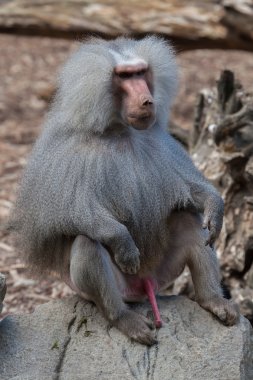 Hamadryas baboon (Papio hamadryas) clipart
