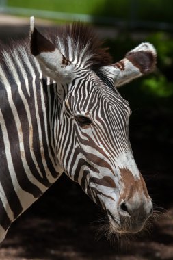 Grevy'nın zebra (Equus grevyi)