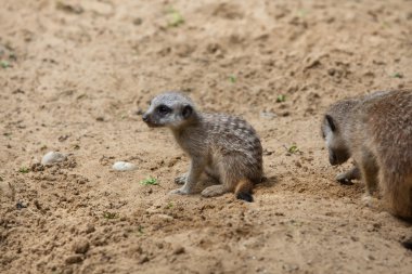 çöl faresi (suricata suricatta)  